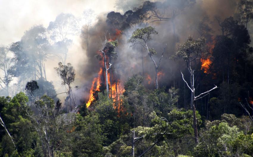 3Kebakaran-Hutan.jpg