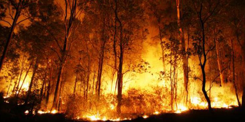 58kebakaran-hutan.jpg