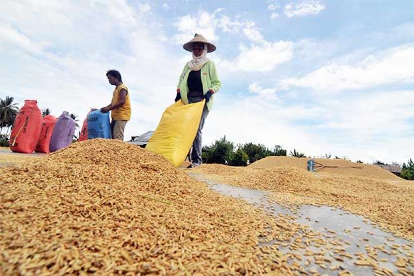46gabah-petani.jpg