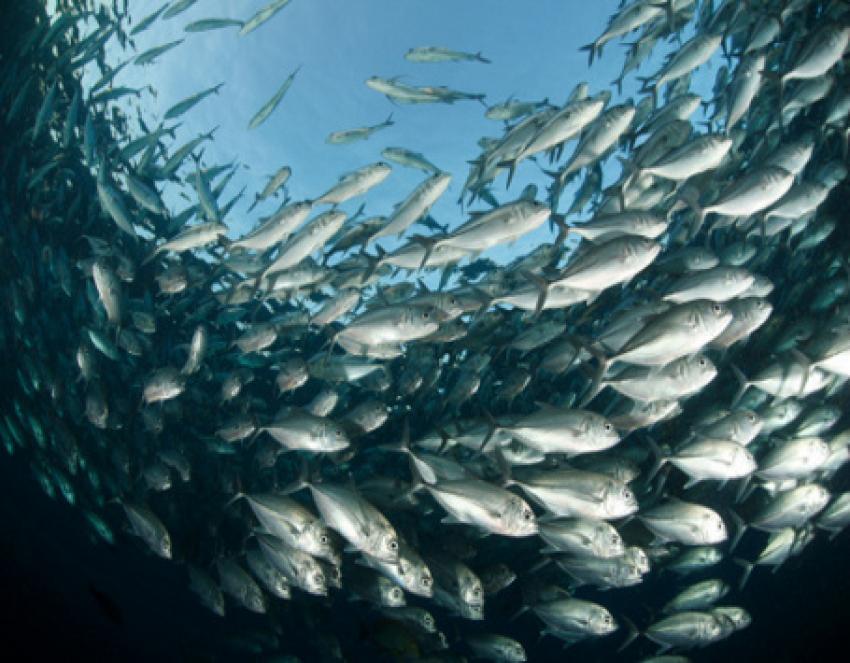 43ikan-laut.jpg