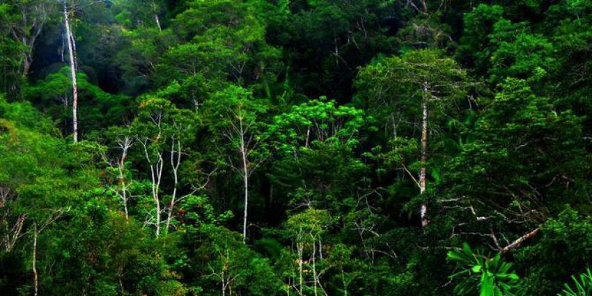 42hutan.jpg