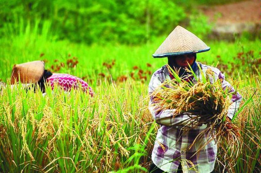 90petani-padi.jpg