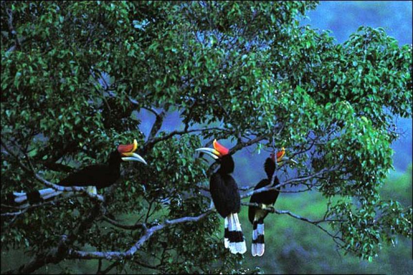 Kalbar Persiapkan Penangkaran Burung Enggang