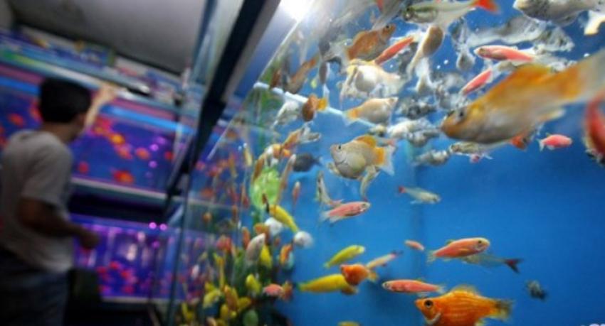 Thailand Minati Ikan Hias Dari Sulawesi Utara