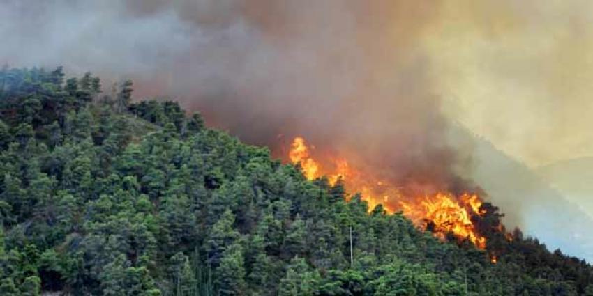 41kebakaran-hutan.jpg