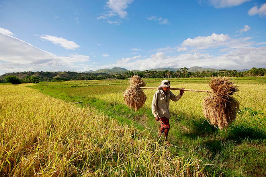 83petani.jpg