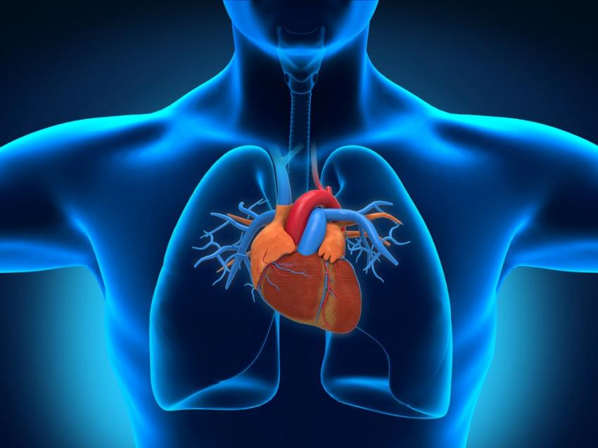 51human-body-heart-130925-livesciencedotcom.jpg