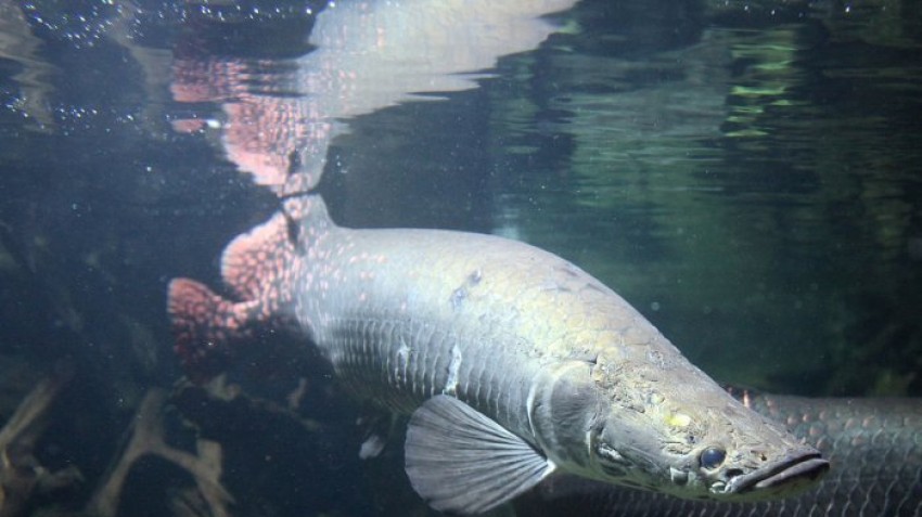 46arapaima-gigas_20180626_142243.jpg.jpg