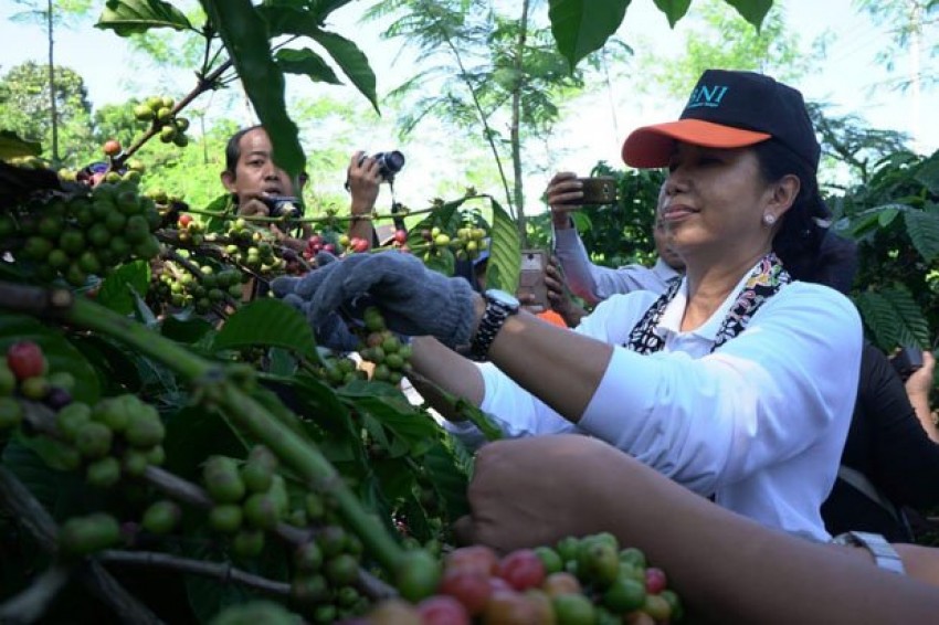 92sambangi-jember-menteri-rini-dorong-peningkatan-kesejahteraan-petani-kopi-1aa.jpg.jpg